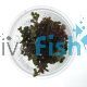 Rotala Rotundifolia - Colorata 