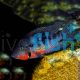 Firemouth