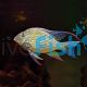 Threadfin Acara Cichlid 4cm