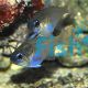 Threadfin Cardinalfish 