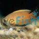 Gold Honey Dwarf Gourami