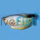 Blue Gourami 4cm