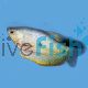 Blue Gourami - Three Spot