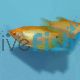 Gold Gourami