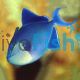 Triggerfish Niger MED