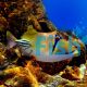Triggerfish Assasi 