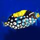 Clown Triggerfish