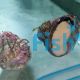 Trochus Snail