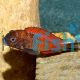 Tropheus Moliro Red