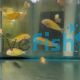 Tropheus Golden Fire Fox 