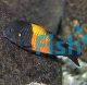 Tropheus Bemba Red 3cm