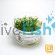 Tropica TC - Cryptocoryne Parva