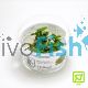 Tropica TC Anubias Barteri Mini Coin