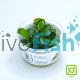 Tropica TC Anubias Barteri Nana