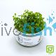 Tropica TC Bacopa Caroliniana