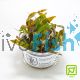 Tropica TC Cryptocoryne Undulata 'Broad Leaf'