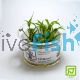 Tropica TC Cryptocoryne Wendtii Green