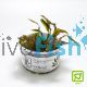 Tropica TC Cryptocoryne Wendtii 'Mi Oya'