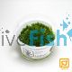 Tropica TC Riccia Fluitans