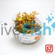 Tropica TC Rotala Macranda