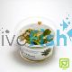 Tropica TC Sword Grisebachii 'Tropica'