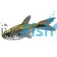 Gold Tetra