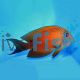 Two Spot Bristletooth Tang