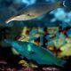 Brown Bird Wrasse