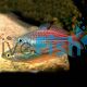 Utchee Creek Rainbow