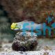 Gold Head Sleeper Goby - Small