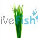 Vallisneria - Thin Bunch