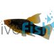 Variatus Hi Fin Red Tail Black Platy 4cm