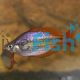 Wallaby Creek Rainbow Fish 5cm