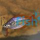 Wallaby Creek Rainbow Fish