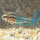 Western Pygmy Perch