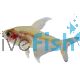 White Fin Ornate Tetra 3.5cm