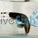 Knife Fish White Ghost