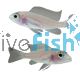 Sciaenochromis White Knight