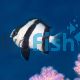 White Tail Humbug Damselfish
