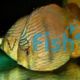 Wild Heckel Discus