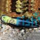 Wrasse Bicolour Cleaner 