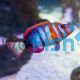 Wrasse Harlequin Tusk 