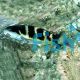 Jansen Wrasse