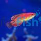 Wrasse Mccoskers Flashers 