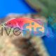 Wrasse Pink Margin Fairy