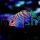 Wrasse Sixline - Small