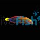 Wrasse Yellowtail Coris