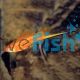 Red Swordtail 4cm
