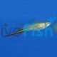 Green Swordtail 