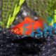 Xiphophorus maculatas